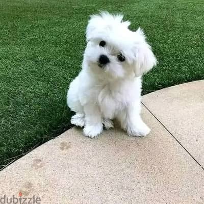 Beautiful Maltese Puppies For Sale : WhatApp +1914-6053-177