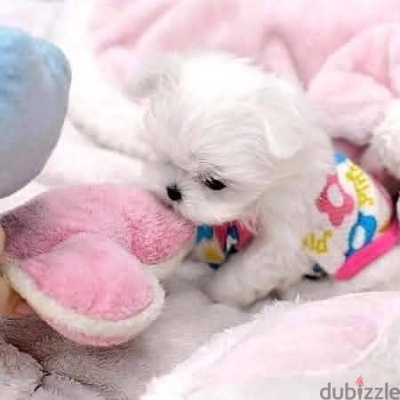 Beautiful Maltese Puppies For Sale : WhatApp +1914-6053-177 1