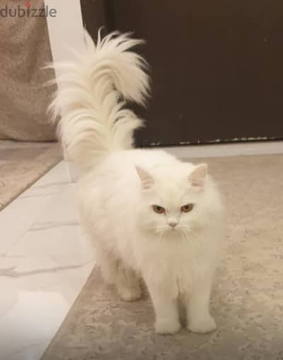 Shirazi Cat for sale - قط شيرازي للبيع