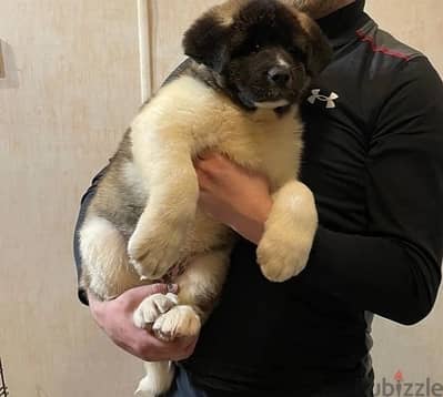 Whatsapp Me +966583921348 Akita Puppies