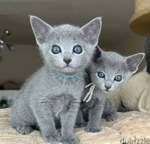 Whatsapp Me +966588993320 Rus-sian Blue Cats 0