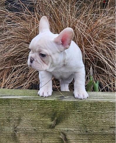 Whatsapp Me +972555074990 French Bulldog Puppies 1