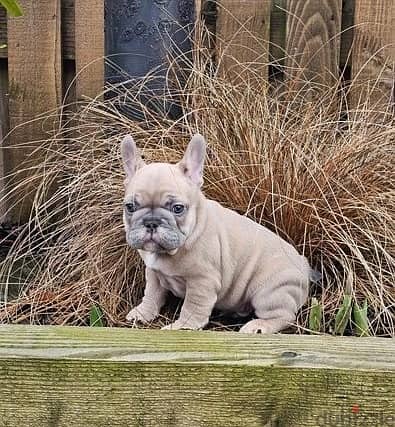 Whatsapp Me +972555074990 French Bulldog Puppies