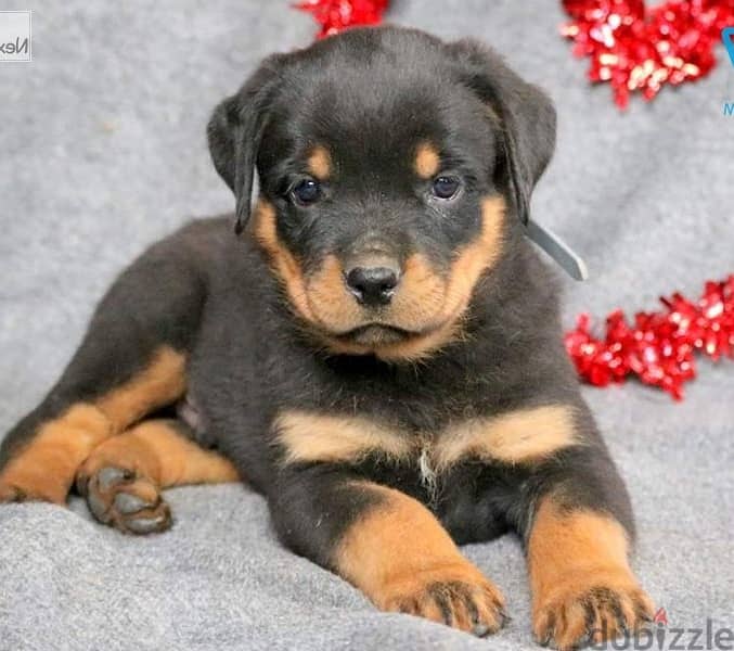 Whatsapp Me +966588993320 Rottweiler Puppies 1