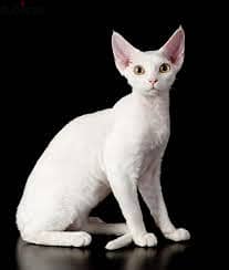 WhatsApp Me +96878738119 Devon Rex for sale