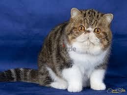 Whatsapp Me +96878738119 Exotic Shorthair for sale