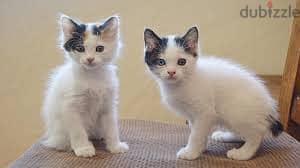 WhatsApp Me +96878738119 Japanese Bobtail for sale