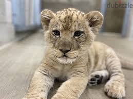 WhatsApp Me +96878738119 Lion Curb for sale