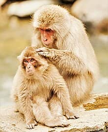 WhatsApp Me +96878738119 Japanese Macaque for sale