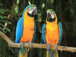 WhatsApp Me +96878738119 Blue and gold Macaw parrots for sale