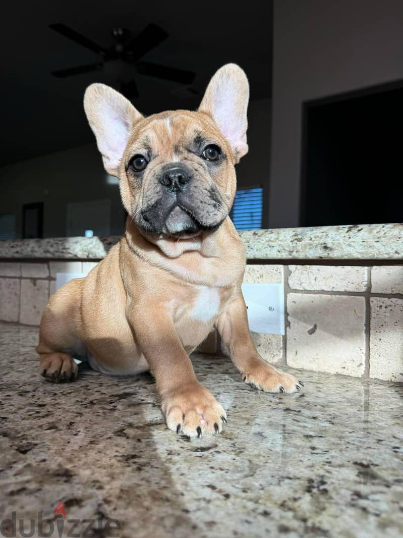 French Bulldog Puppies. Whatsapp me +972553390216. 0