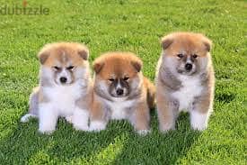 WhatsApp Me +96878738119 Akita for sale