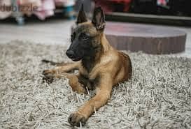 WhatsApp Me +96878738119 Belgian Malinois for sale