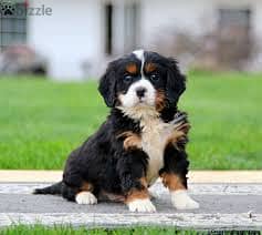 WhatsApp Me +96878738119 Bernese Mountain Dog for sale