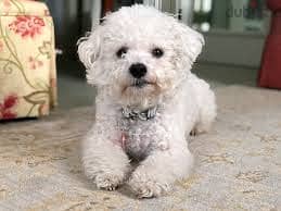 WhatsApp Me +96878738119 Bichon Frise for sale