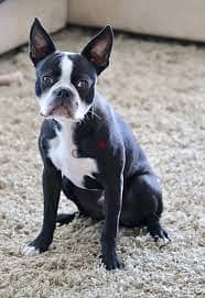 WhatsApp Me +96878738119 Boston Terrier for sale