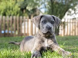 WhatsApp Me +96878738119 Cane Corso for sale