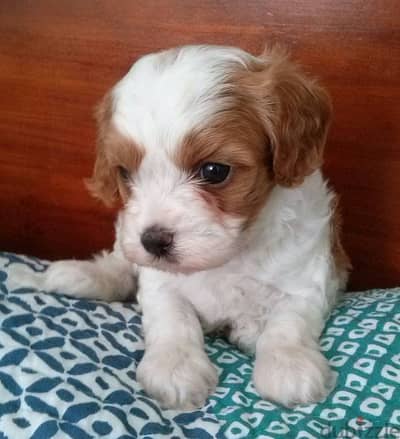 Whatsapp Me +966588993320 Cavachon Puppies