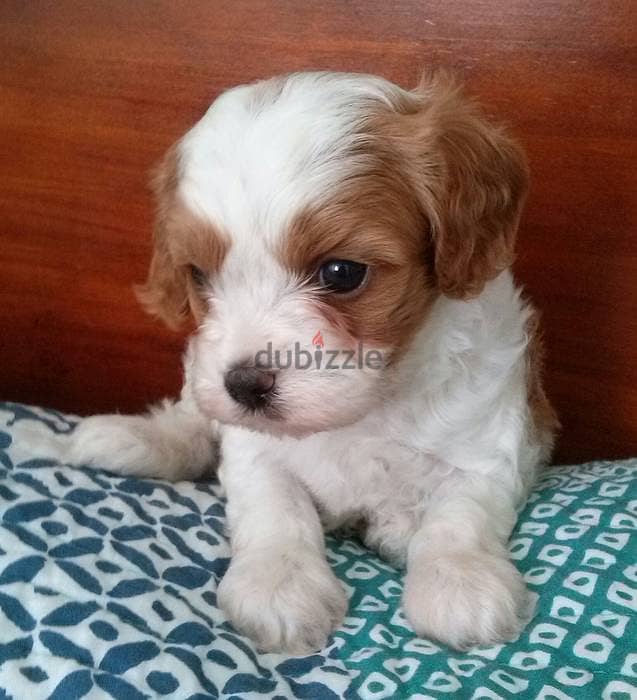 Whatsapp Me +966588993320 Cavachon Puppies 0