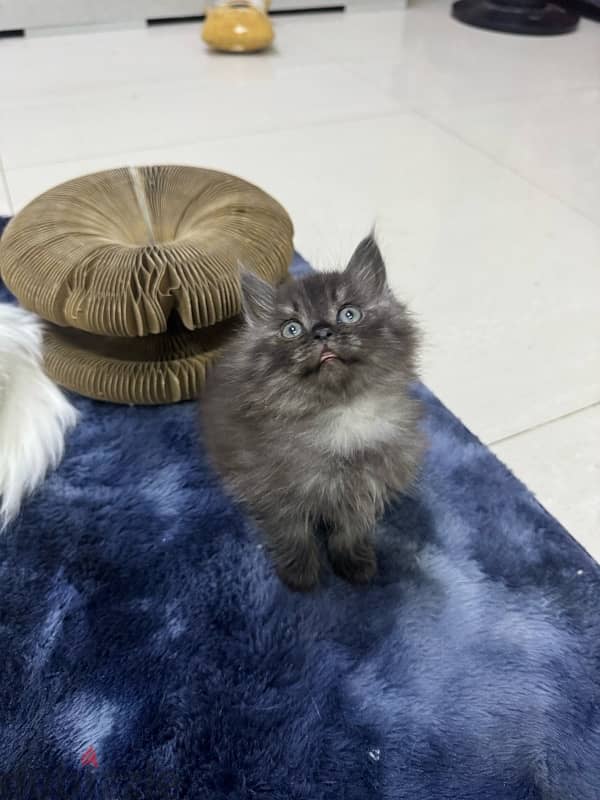 kitten himalaya for sale 7