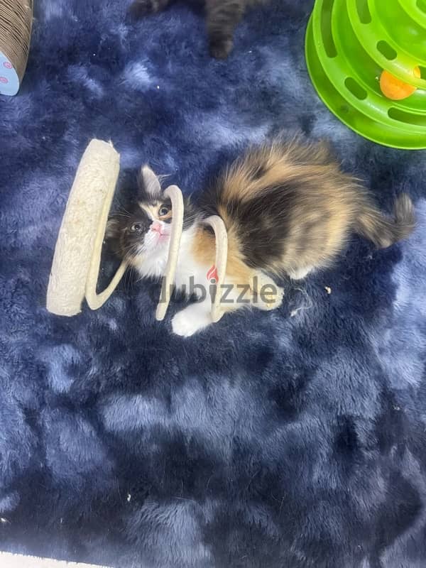 kitten himalaya for sale 9