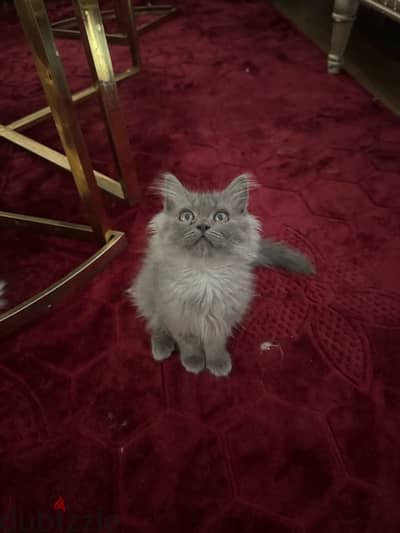 kitten Persian for sale