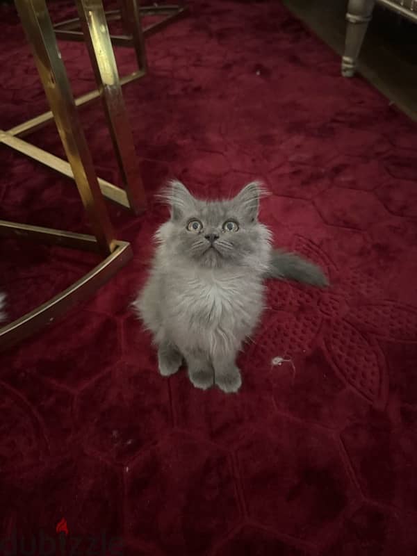 kitten Persian for sale 0