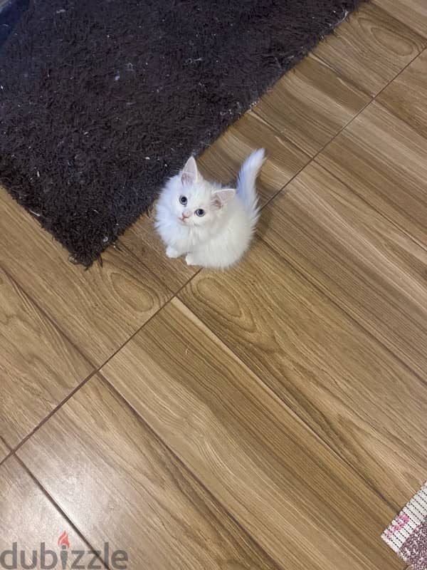 kitten Persian for sale 3