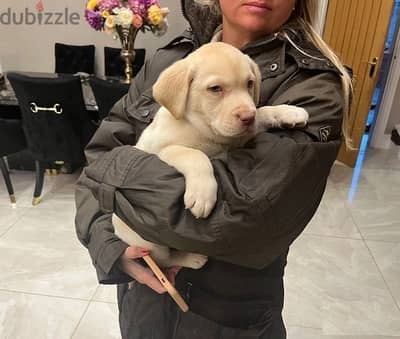 Whatsapp Me +972555074990 Labrador Puppies