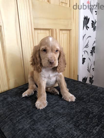 Whatsapp Me +966588993320 Cocker Spaniel Puppies 1