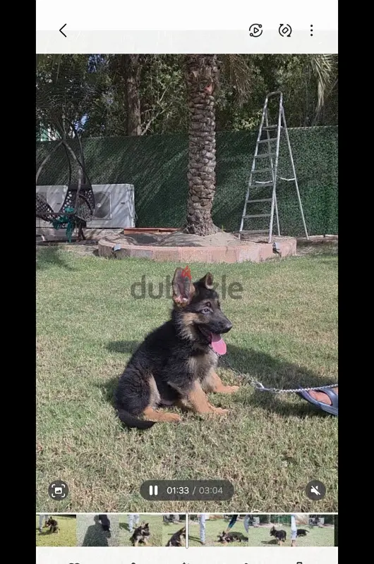 Puppies for sale German Shepherd