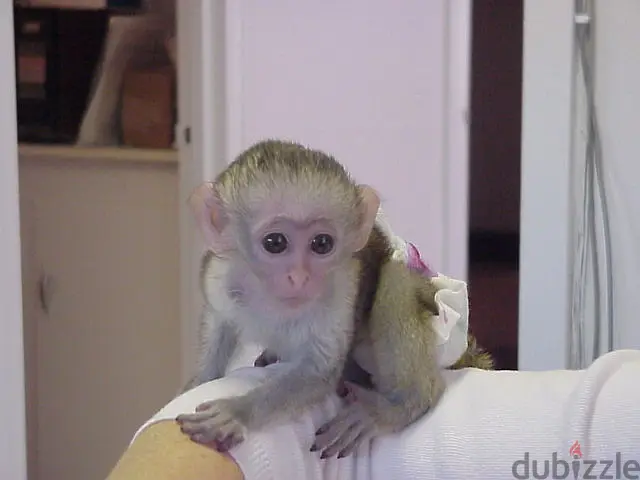 Whatsapp me +97450821836 Capuchin monkeys