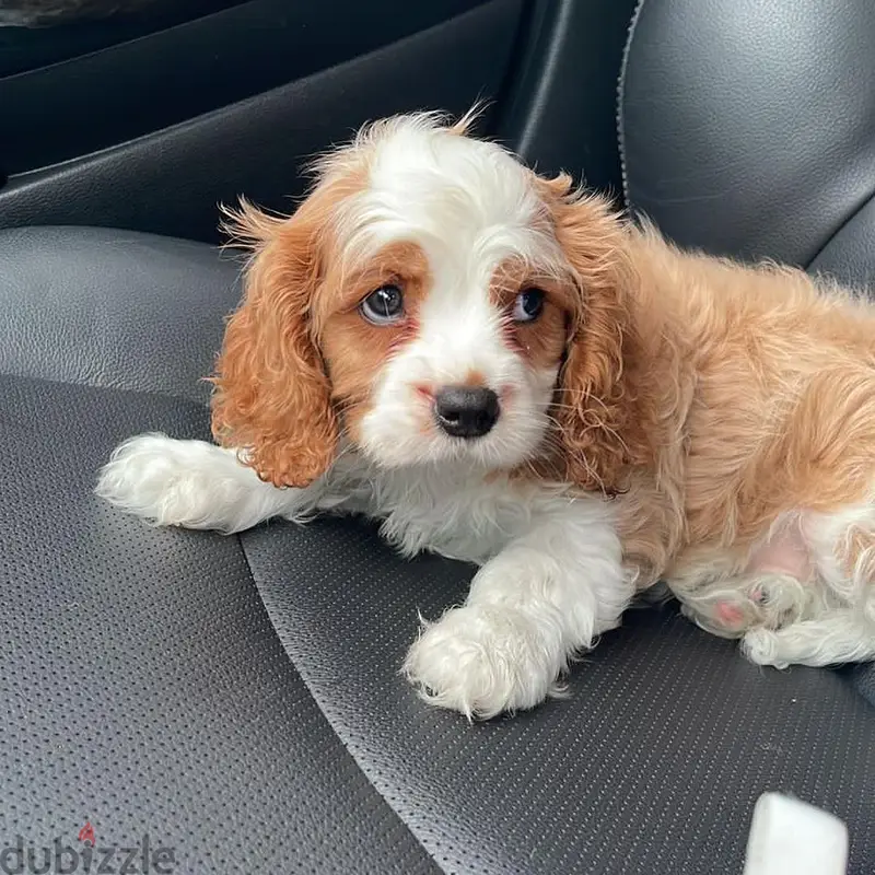 Whatsapp me +97450821836 King Charles spaniel puppies for sale