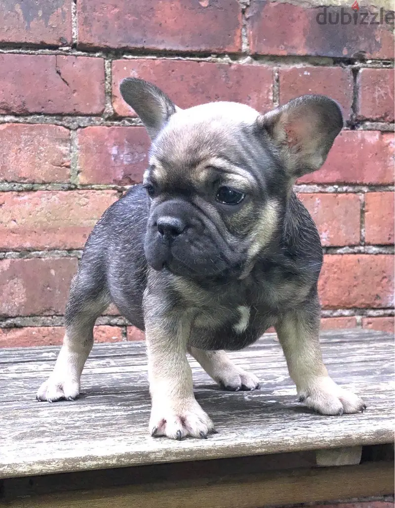 French Bulldog//Whatsapp Me +972555074990