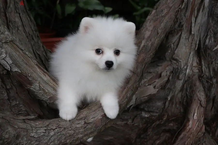 Pomeranian Puppies//Whatsapp Me +966588993320