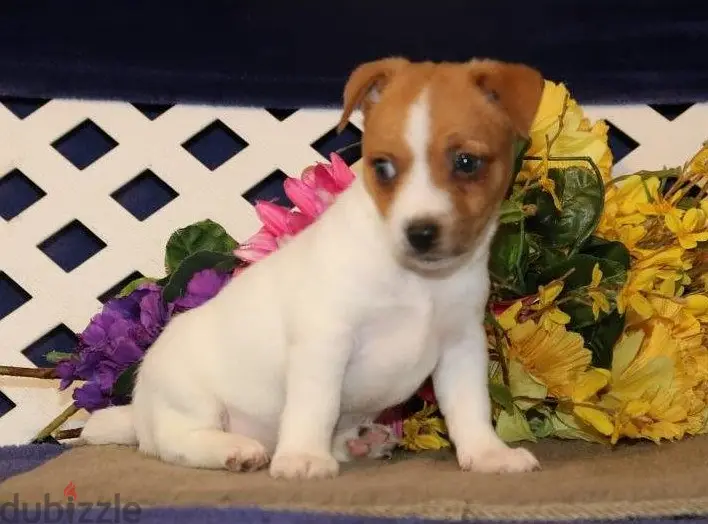 Jack Russell Puppies//Whatsapp Me +972555074990