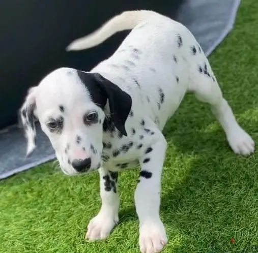 Dalmatian Puppies//Whatsapp Me +966583921348