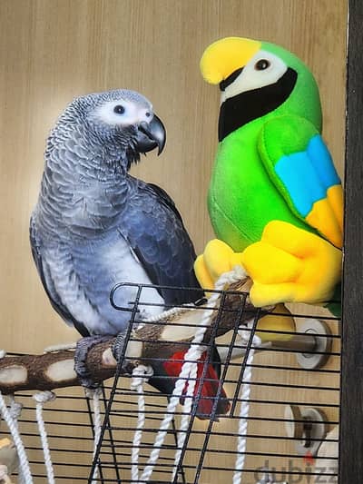 young male and female African grey parrot.