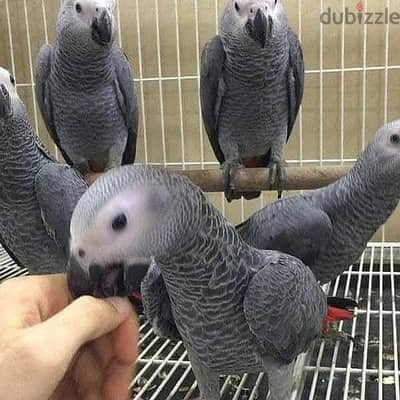 beautiful grey parrots for sale now