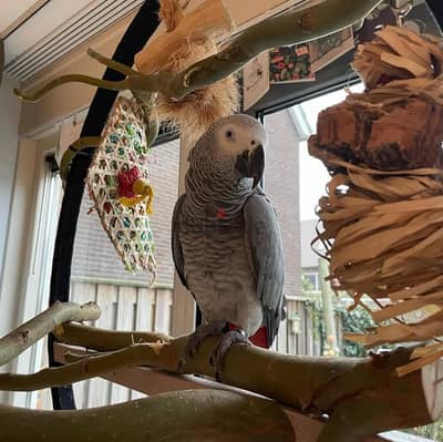 Available for sale african grey parrots