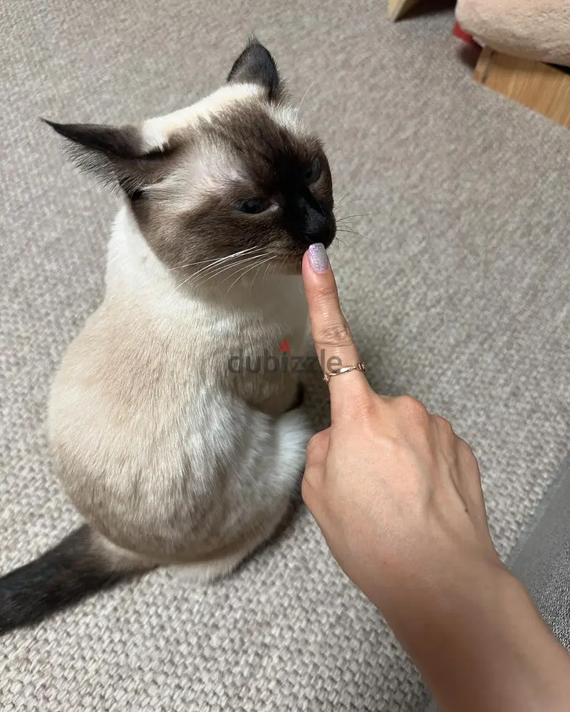 Whatsapp me +97450821836 Siamese kittens for sale