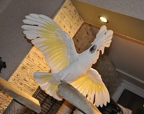 Whatsapp Me +966-5889-93320//Umbrella Cockatoos