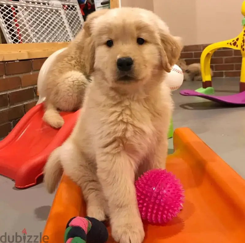 Labrador Retriever Puppy