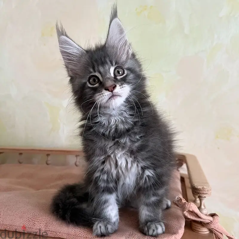 Whatsapp me +97433679562 Maine coon kittens