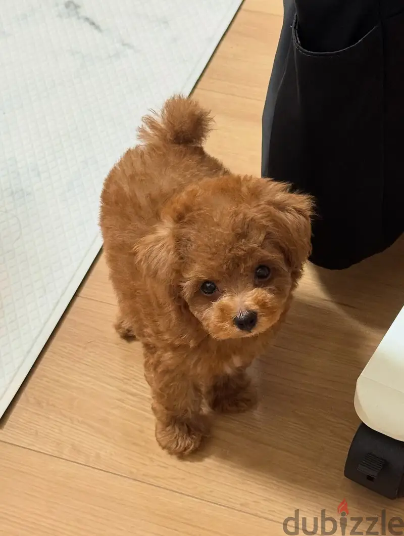 Toy Poodle Puppy