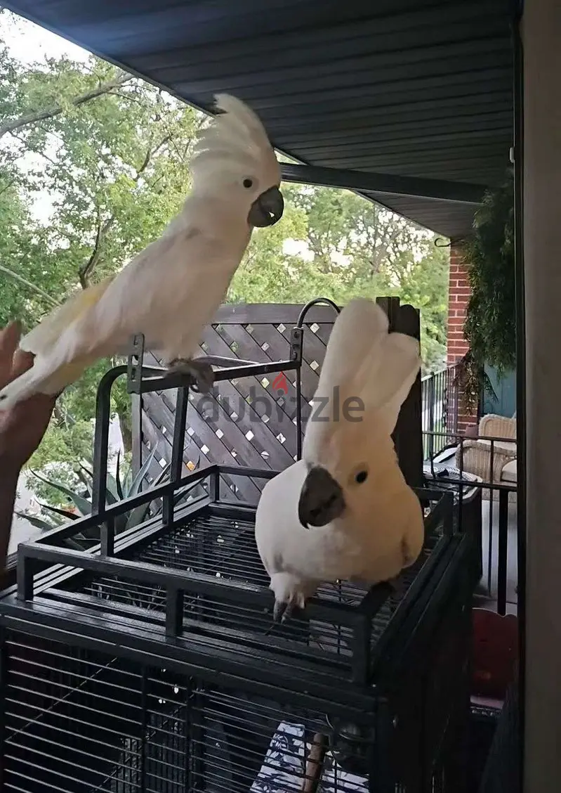 whatsapp +(44)796-333-9312 Umbrella Cockatoo and Large Corner Cage