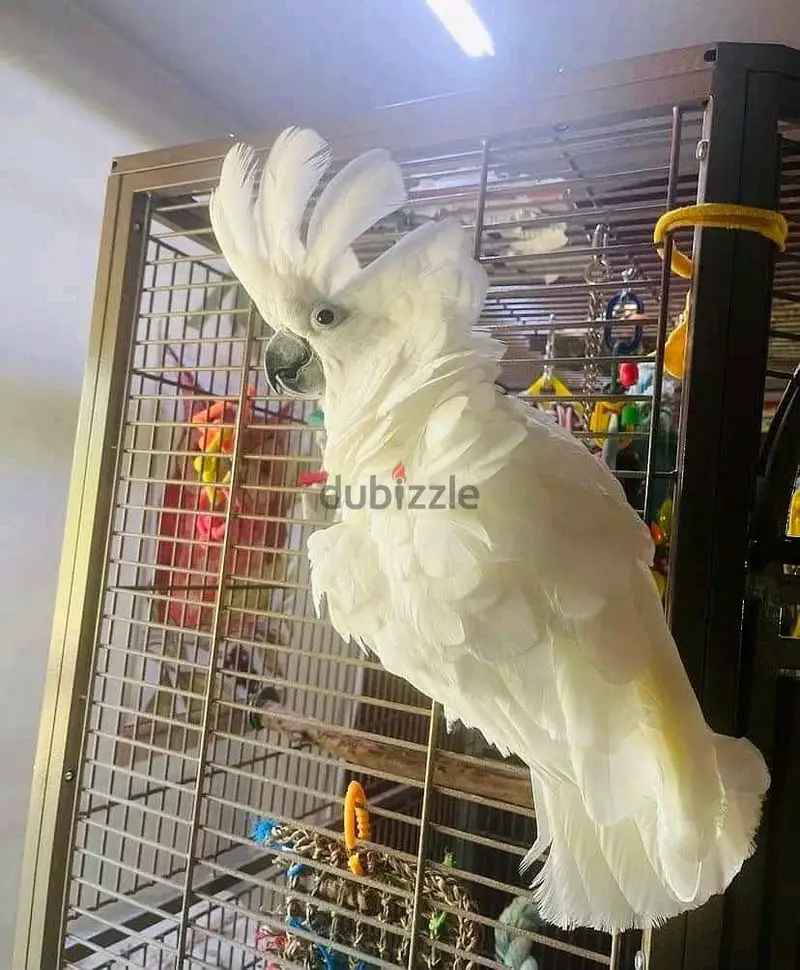 Whatsapp Me +966-5889-93320//Umbrella Cockatoos