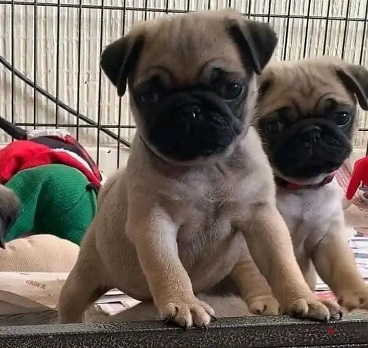 Healthy Pug puppies for sale