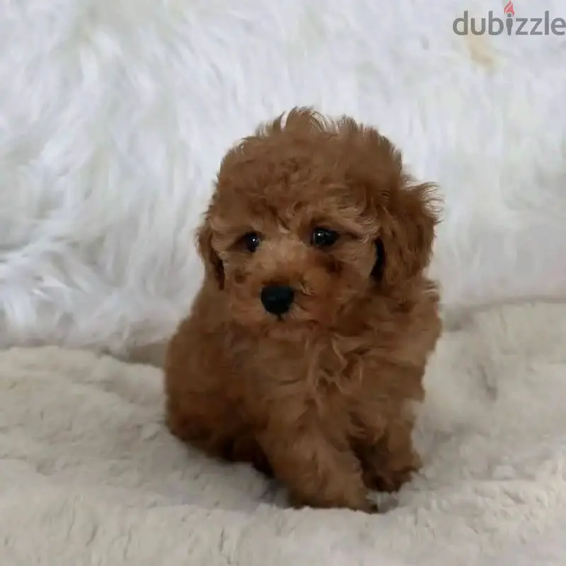 Poodle Puppy