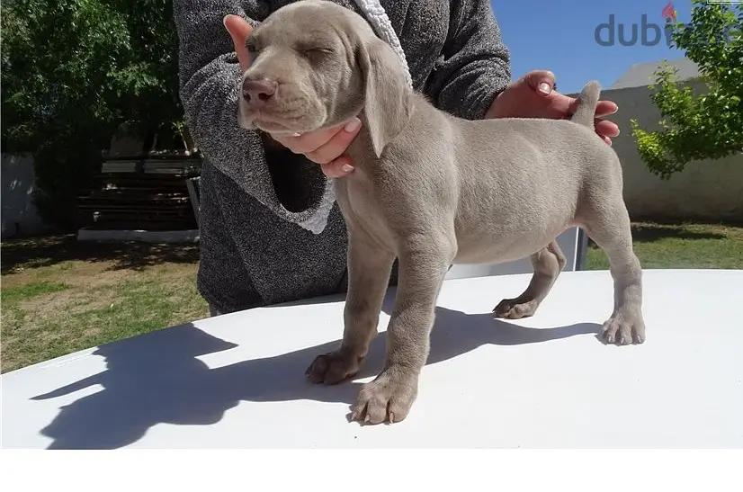 Whatsapp Me (+966-58392 1348)//Weimaraner Puppies